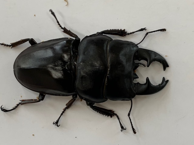 超極太 ! D・アルキデス/フトヒラタ ♂86㎜A-前胸37.5㎜ F-ZERO 特殊