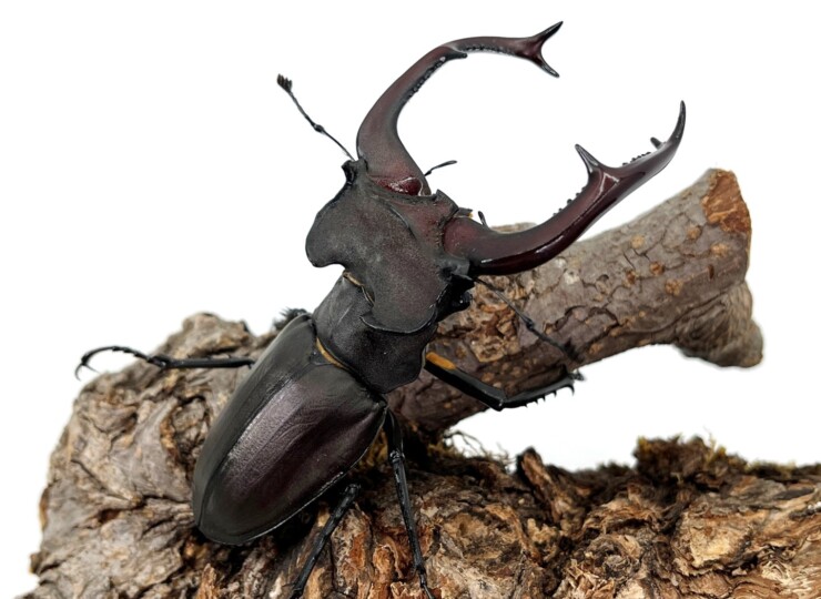世界最大のミヤマクワガタ! ユダイクスミヤマ ♂65~95mmUPペア トルコ