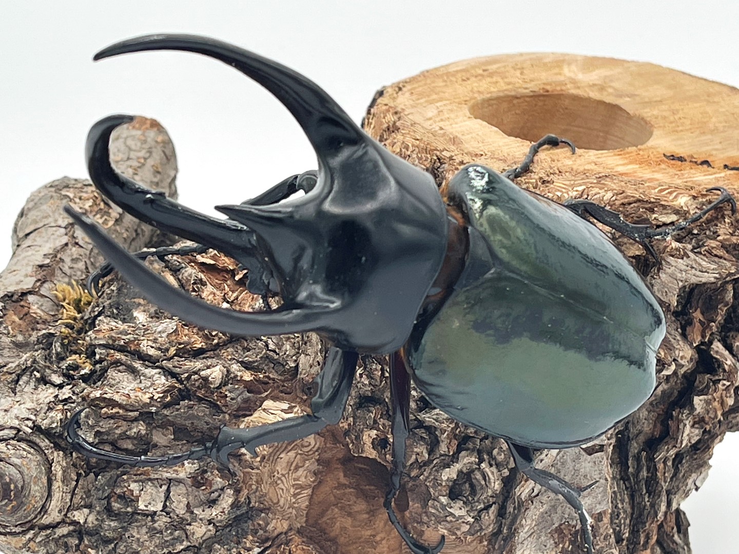 最大亜種!コーカサスオオカブト(スマトラ島) 幼虫3頭セット | D.D.A ism