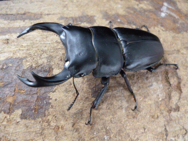 新成虫☆大分県産オオクワガタ☆ペア | Dorcusfarm