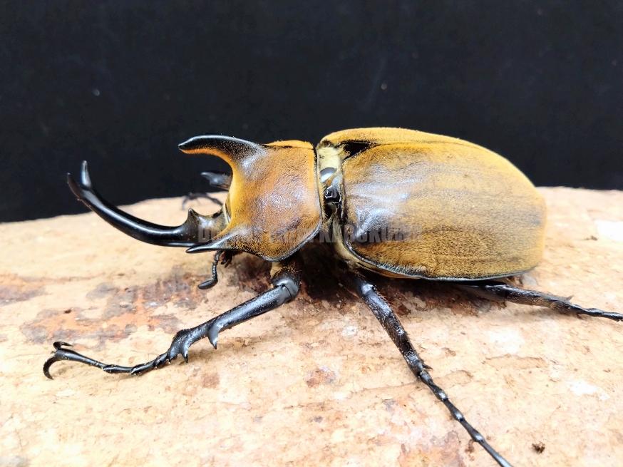 標本】イイジマゾウカブト ベネズエラ産 野外品 119.2ミリ イイジマ