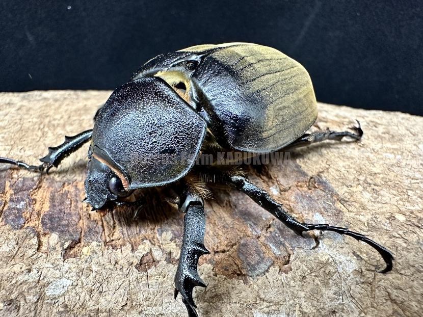 新成虫☆ブラジル産☆アヌビスカブト | Dorcusfarm