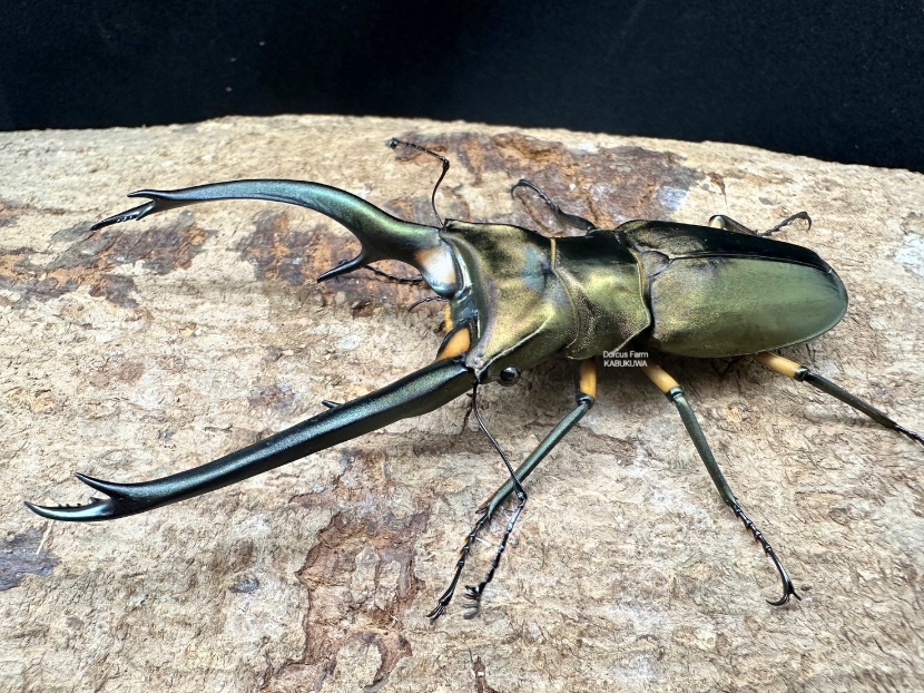 ☆天然☆エラフスホソアカ☆♂100mm単品 | Dorcusfarm