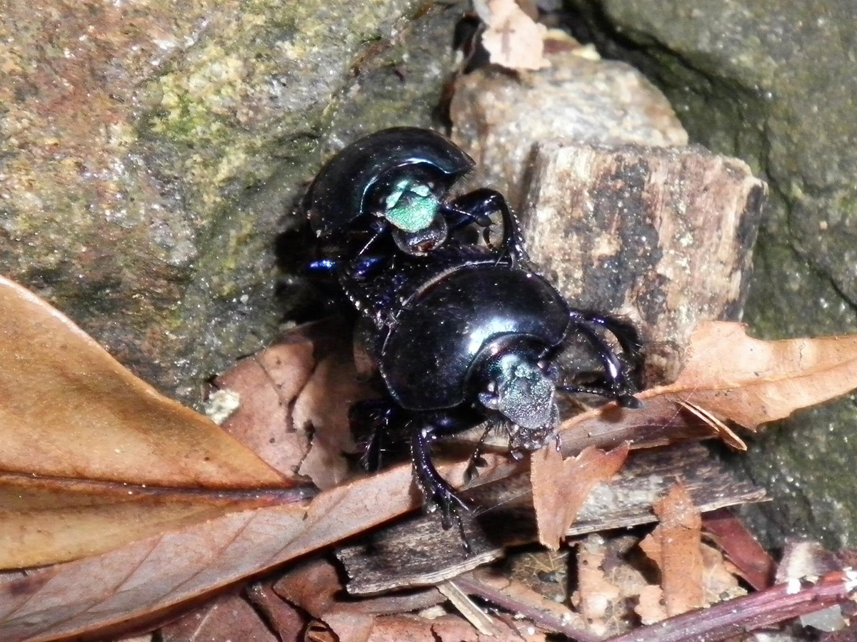 昆虫博士・牧田習が解説！うんちを食べるけど美しくてカッコいい糞虫