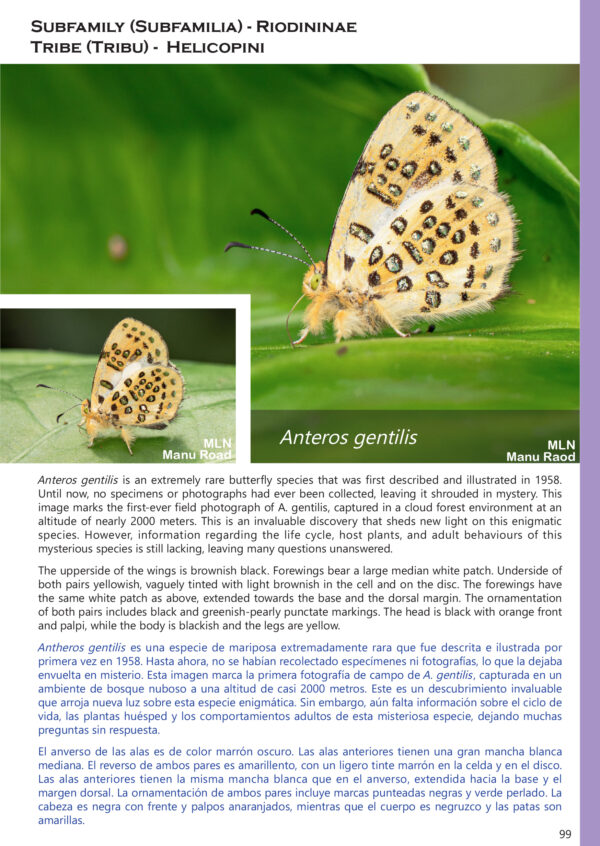 A Photo Guide to Butterflies of Peru - Dio's Butterfly World