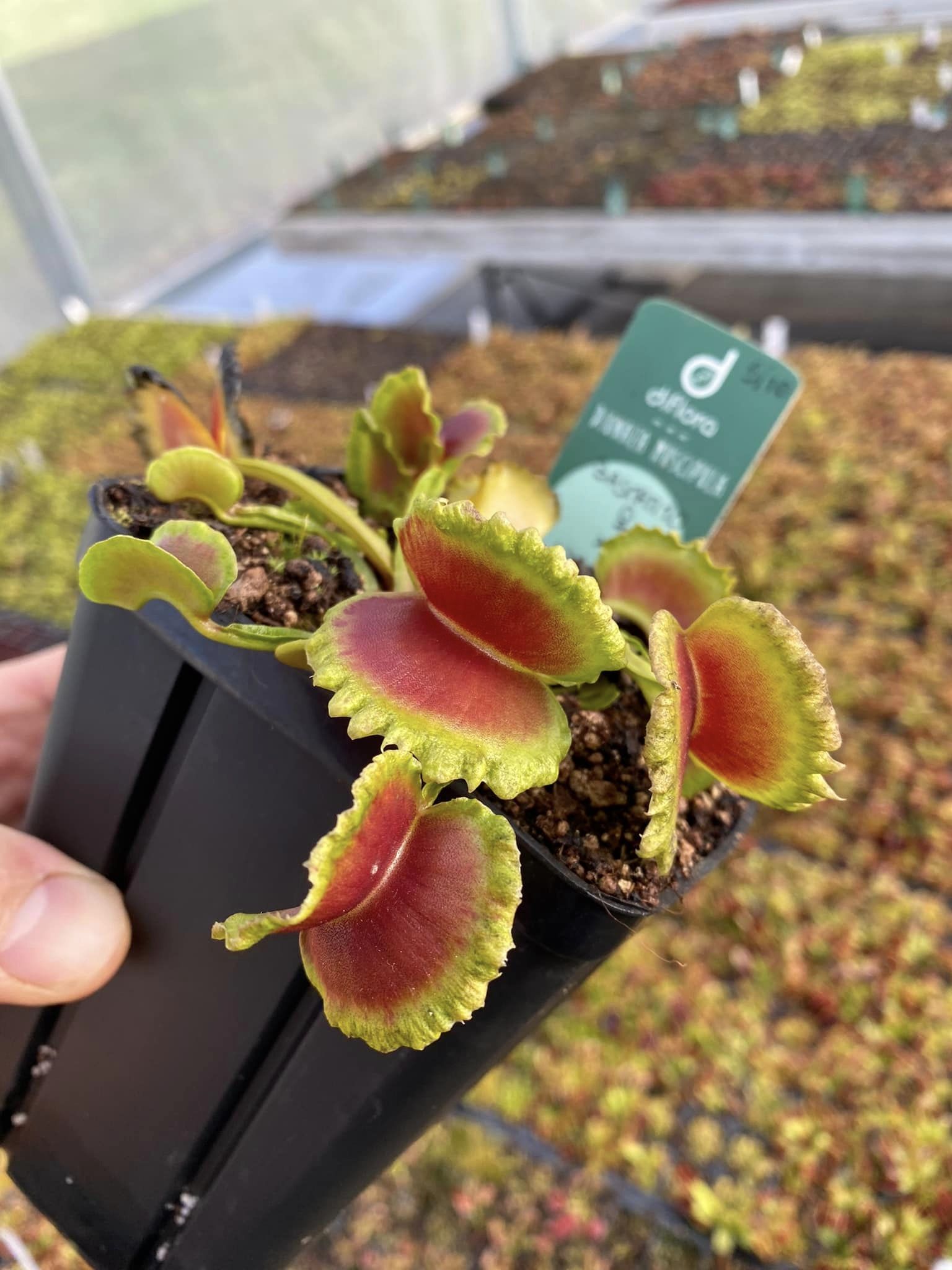 Beginner-Friendly Carnivorous Plants and Care Tips | Diflora