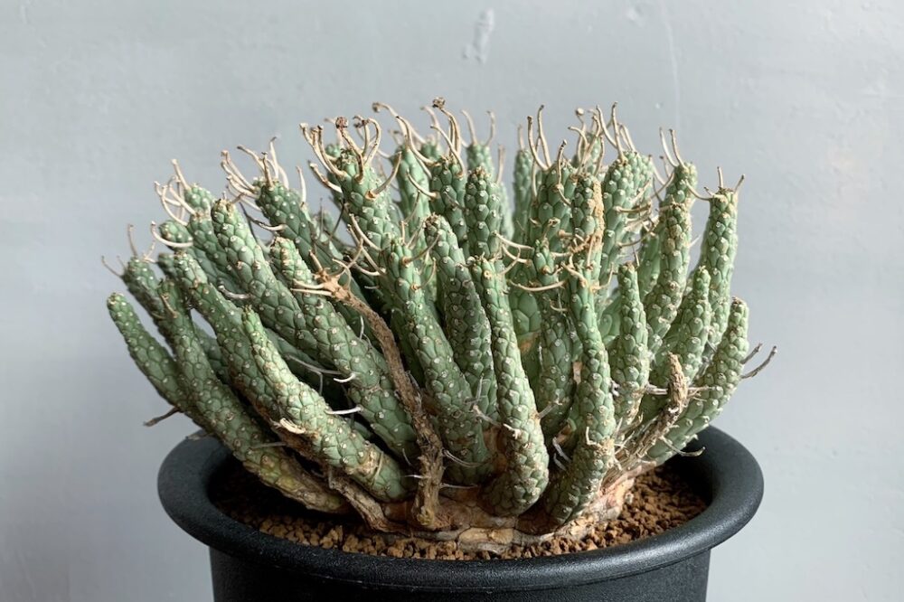 植物欲を掻き立てる「タコモノ系ユーフォルビア」。 | Dig-it [ディグ