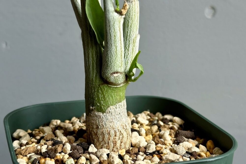 アデニア ペチュエリー 現地球 発根済 塊根植物 コーデックス アデニア