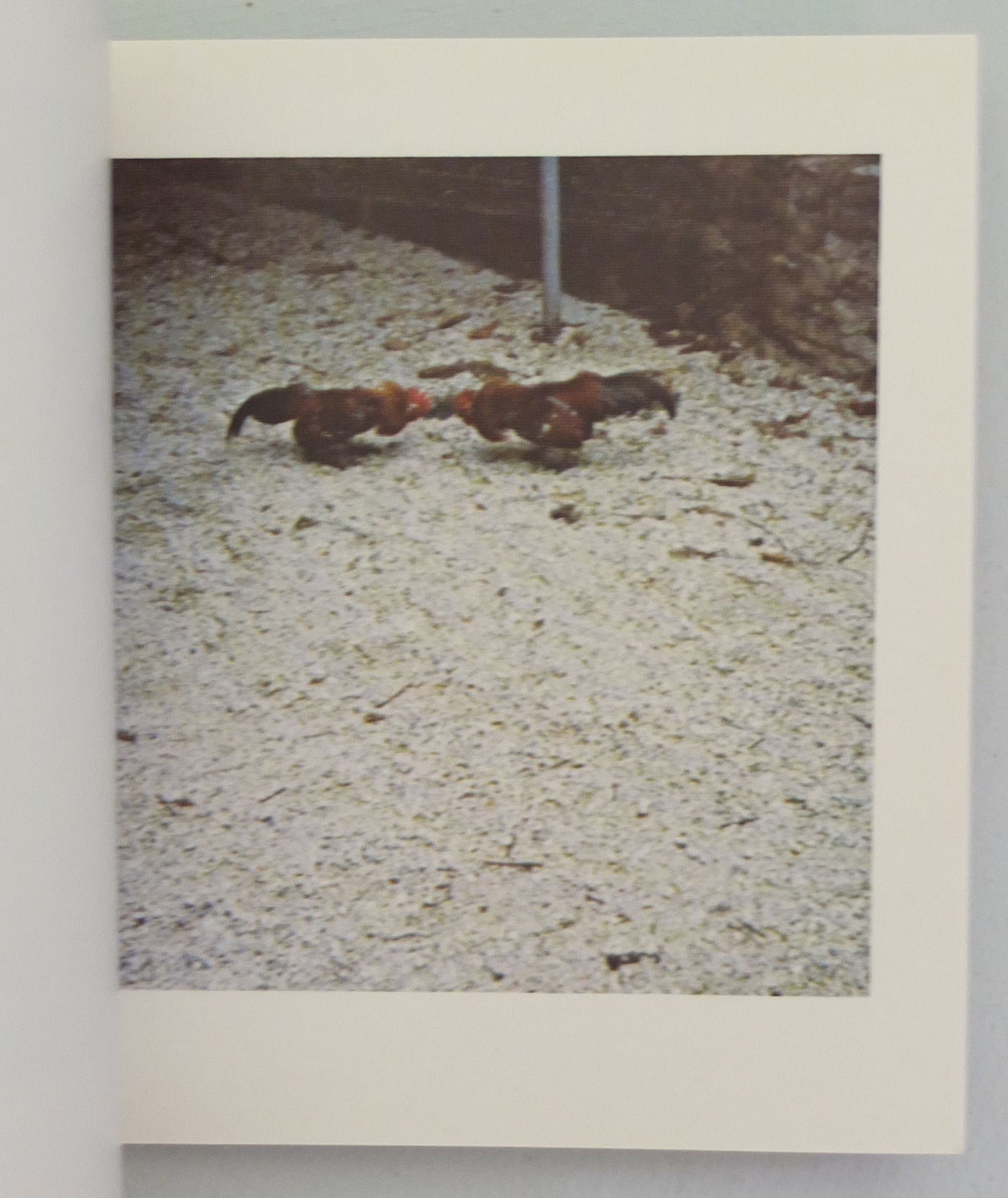 Donlon Books | Cock Fight Dance by Sol LeWitt