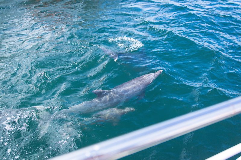イルカの写真集 - 口之津イルカウォッチング
