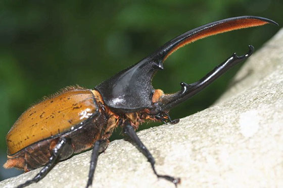 ヘラクレス オキシデンタリス｜ドルクスダンケ