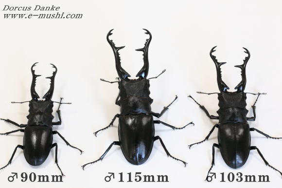 ブリード】フローレス島産 ギラファノコギリクワガタ｜ドルクスダンケ