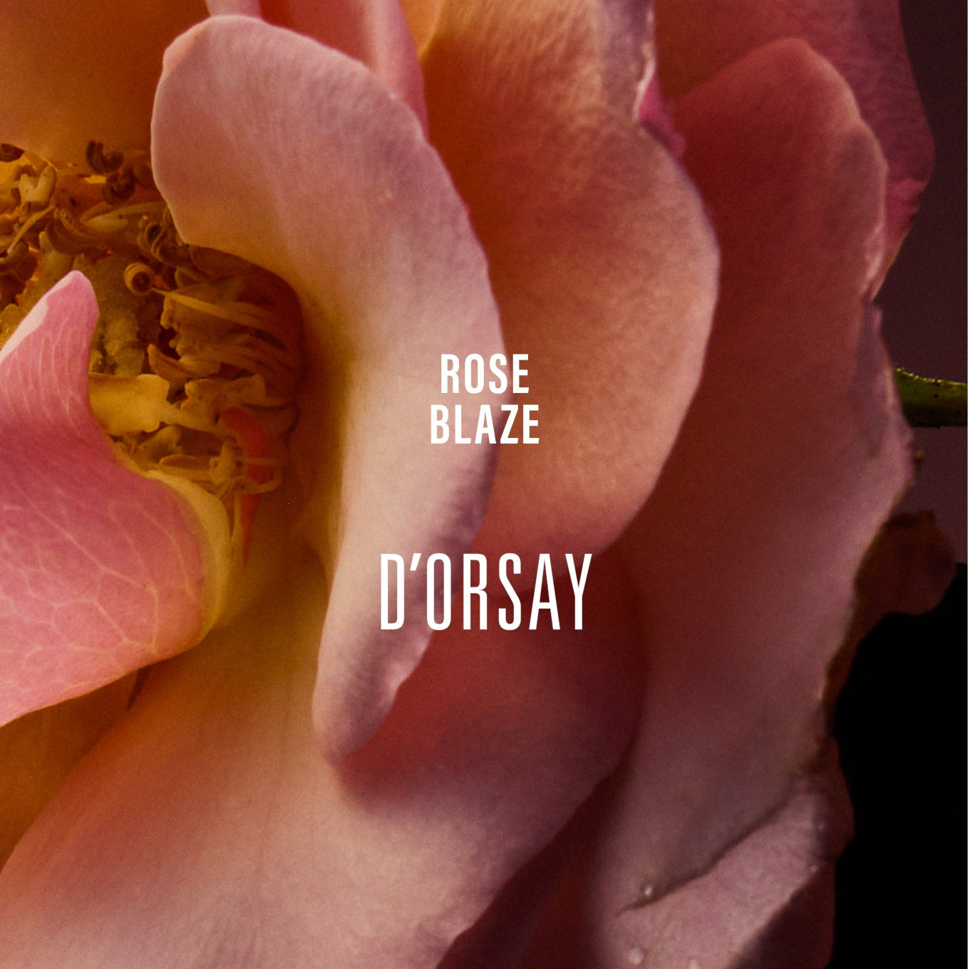 Rose blaze ボディフレグランス - ドルセー ジャパン (d'Orsay Japan