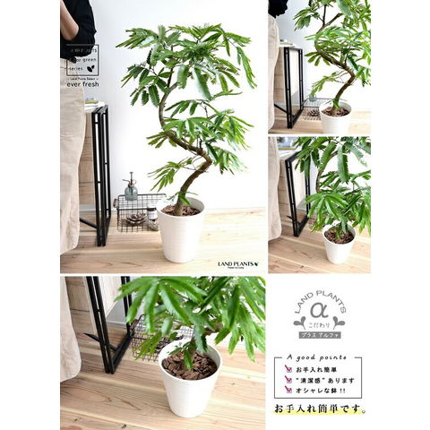 dショッピング |エバーフレッシュ（3Dカーブ曲がり） 白色 セラアート