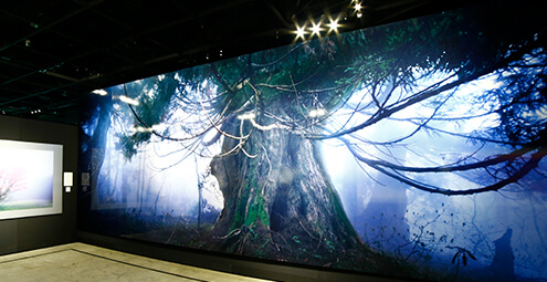 天野尚「NATURE AQUARIUM」展 | 株式会社ドリームスタジオ