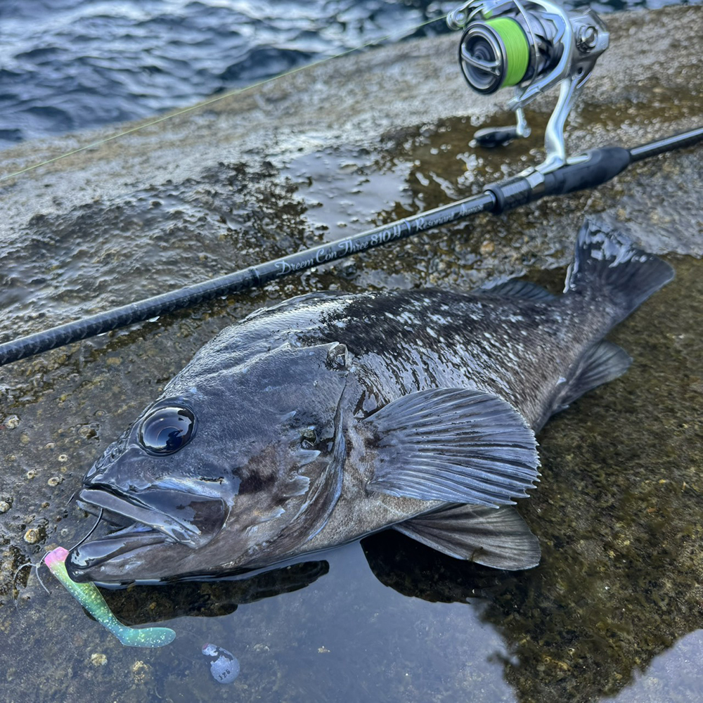 ロックフィッシュ以外にも！ 幅広い釣りに対応！～ドリームコンスリー