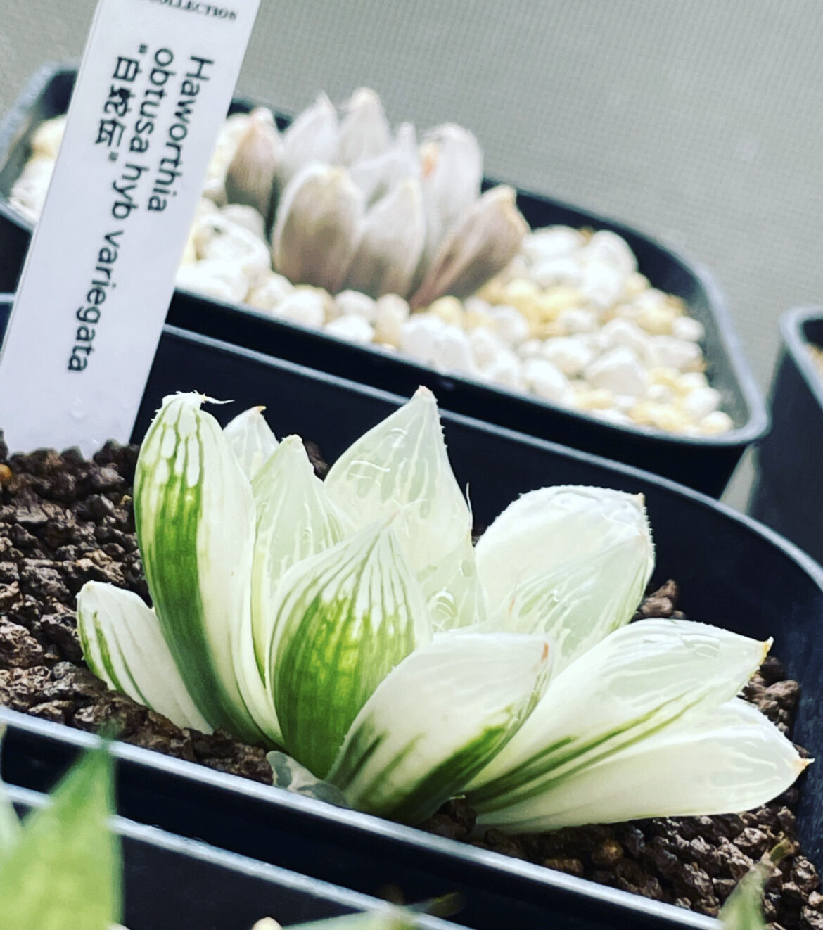 白蛇伝を育てます！！！購入時の注意点や育て方紹介 | Dミックスの