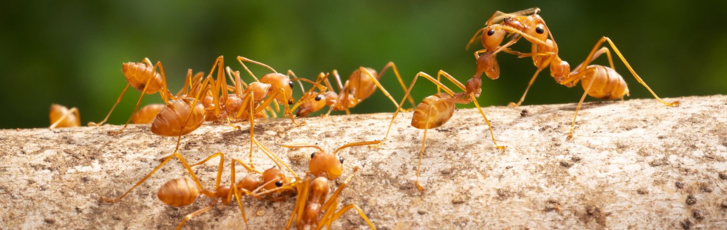 Red Imported Fire Ants: A Growing Threat in US Agriculture