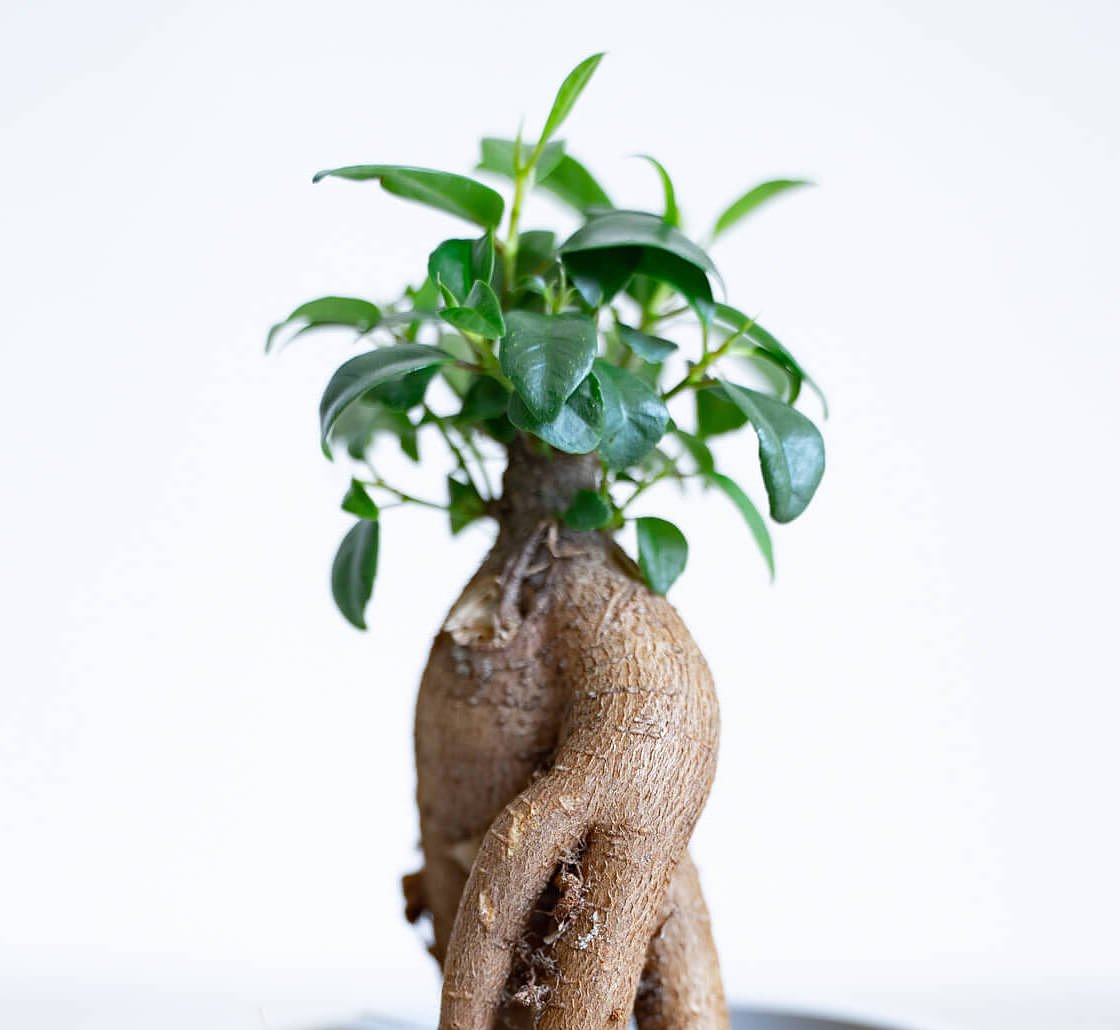 観葉植物 多幸の木／ガジュマル Ssize | AND PLANTS (アンドプランツ