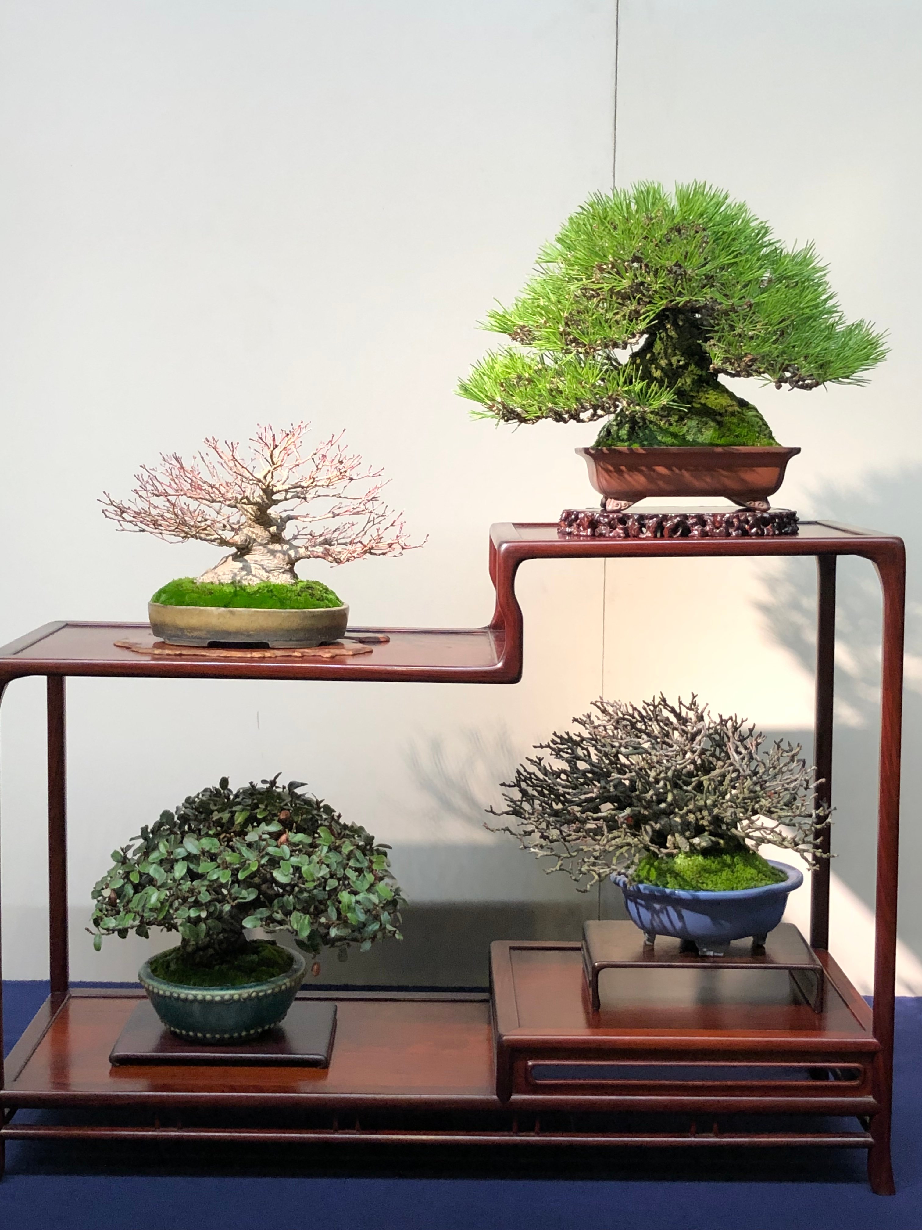 2026年 国風盆栽展 - 出発前に知っておくべきことすべて