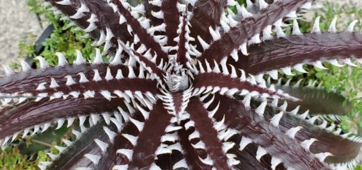 ディッキア・データベース：ディッキア・バトルアクス：Dyckia 'Battle