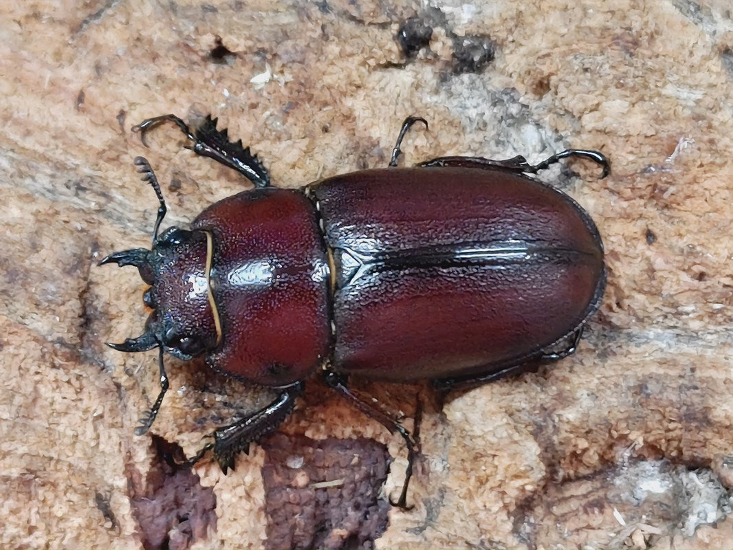 トクノシマノコギリクワガタ 徳之島 天城岳産 ペア＋♀トリオ（累代WF5