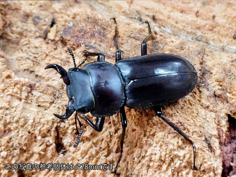 オキナワコクワガタ(リュウキュウコクワガタ) – クワガタムシ