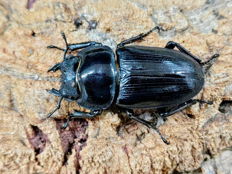 国産オオクワガタ(YG血統) 大阪府 能勢町産 ペア（累代CB ♂76mm 2025