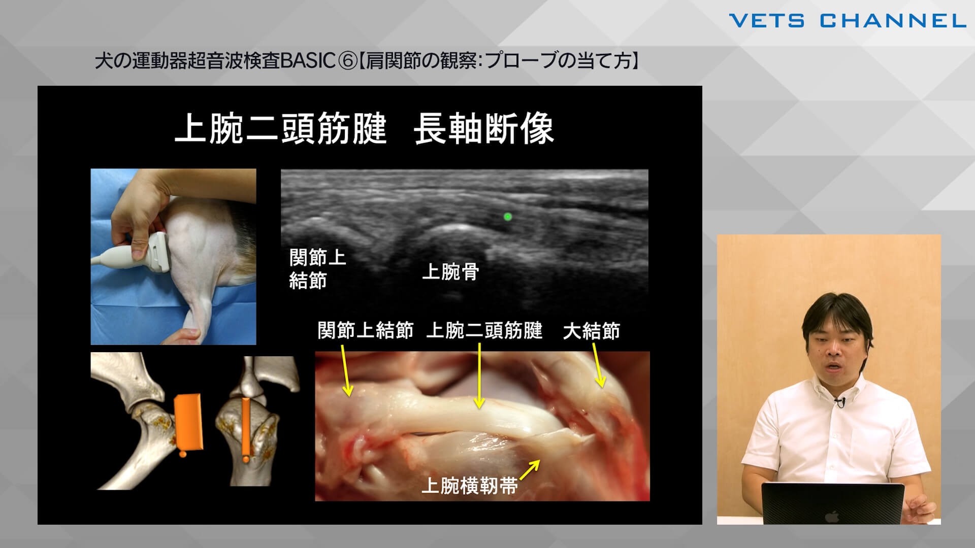 犬の運動器超音波検査BASIC⑤【膝関節の観察：異常像】｜VETS CHANNEL