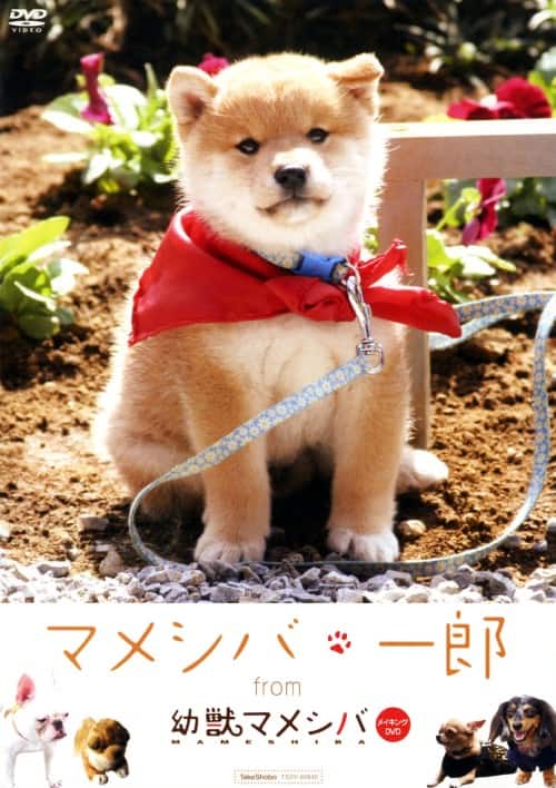 ゲオ公式通販サイト/ゲオオンラインストア【中古】マメシバ・一郎 from