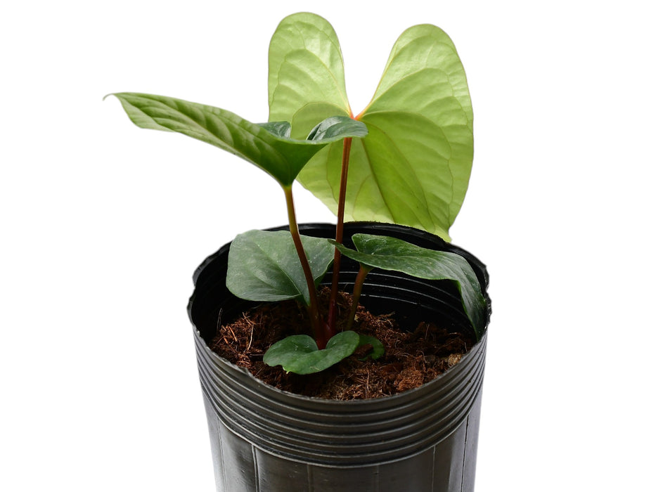 Anthurium Happy Bunny Inverse - Luxurians x Pinkleyi — Ecuagenera