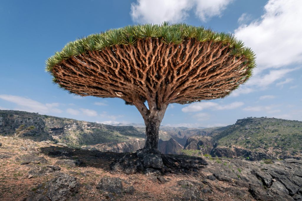Socotra Island: The Indian Ocean's Biodiversity Treasure