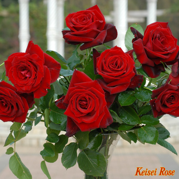 ベルサイユのばら 大苗(4.5号角鉢)｜【京成バラ園】バラの通販