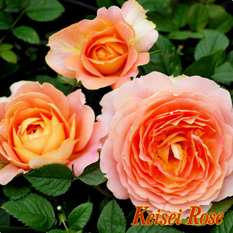 キャラメル アンティーク 大苗(4.5号角鉢)｜【京成バラ園】バラの通販