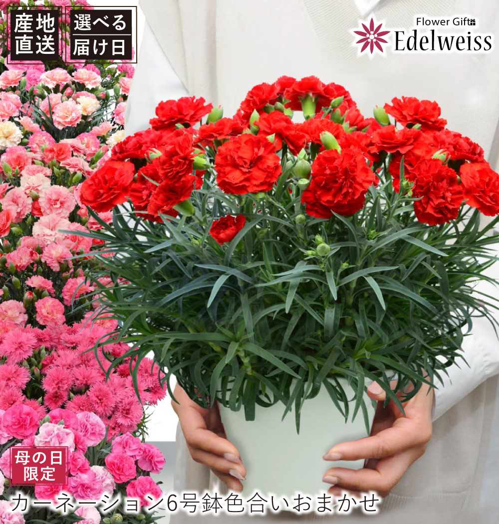 母の日 産地直送 おまかせ カーネーション6号鉢 母の日に贈る花 母の日