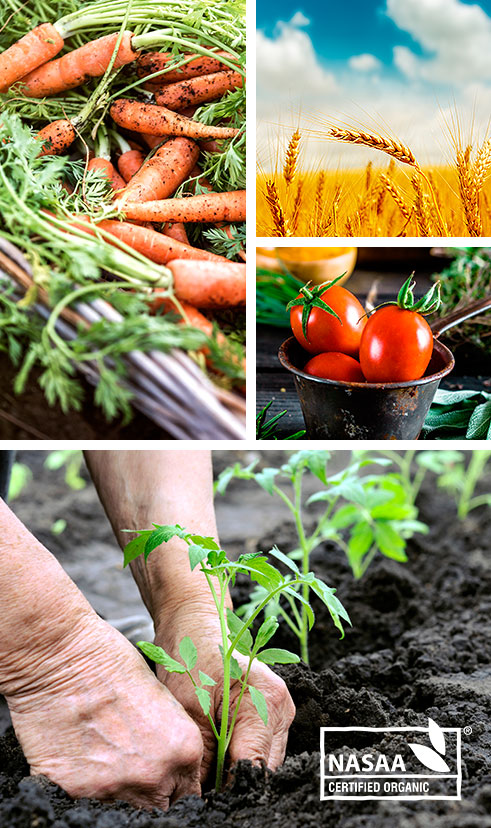 Bellamy's（ベラミーズ）オーガニック粉ミルク 大缶 800g 混合2缶