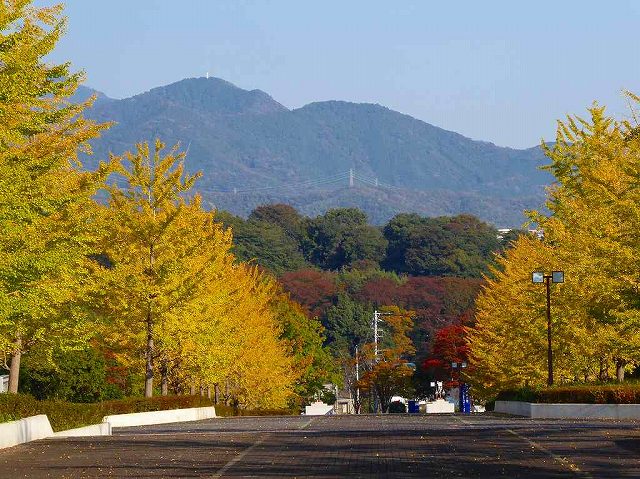 紅葉2023 平塚 • えのしま・ふじさわポータルサイト
