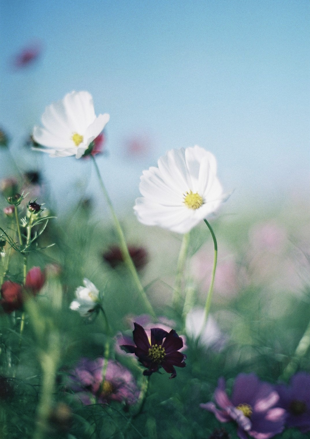 作例レビュー】Super Takumar 55mm F1.8｜ペンタックスのオールド