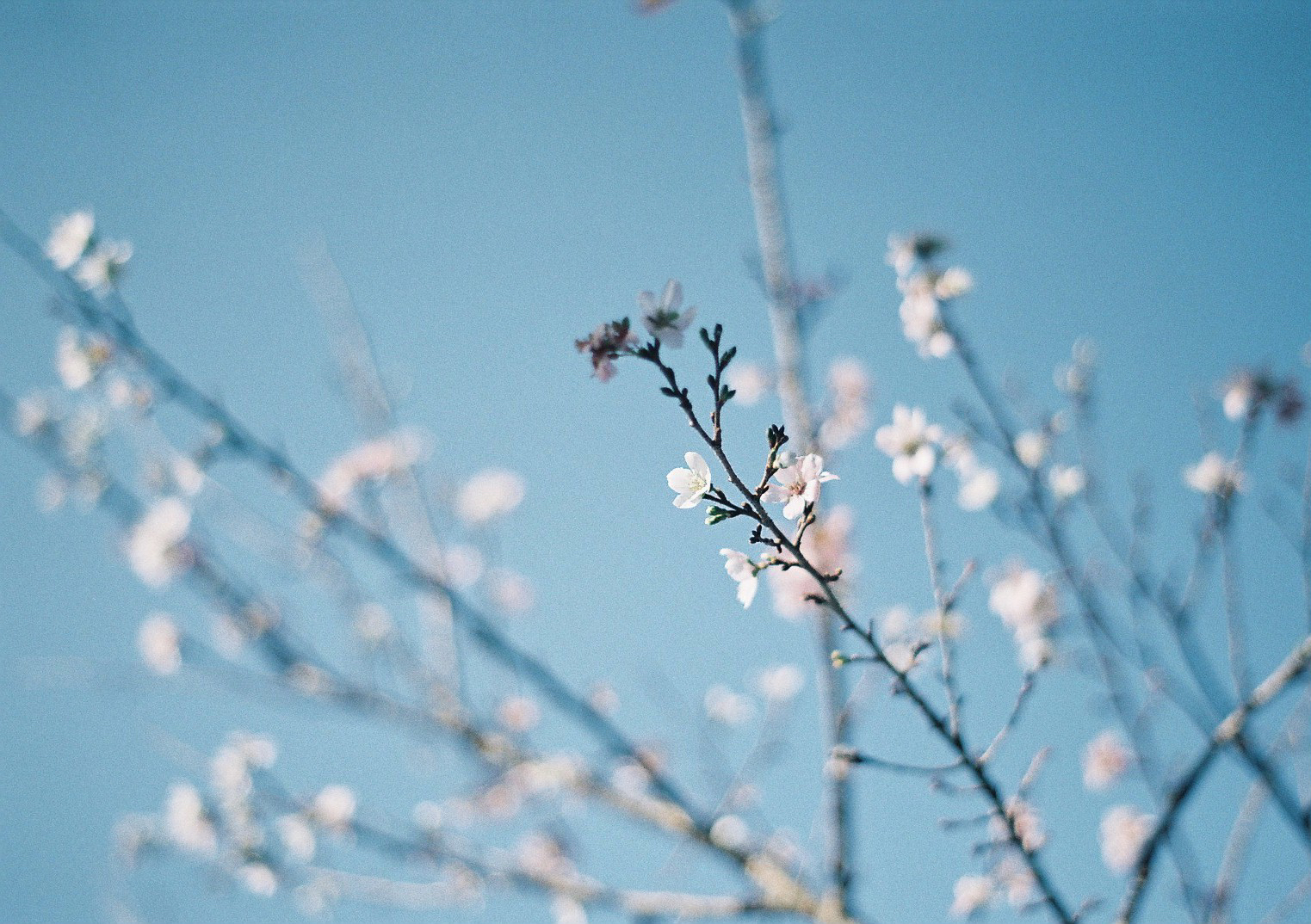 作例レビュー】Super Takumar 55mm F1.8｜ペンタックスのオールド