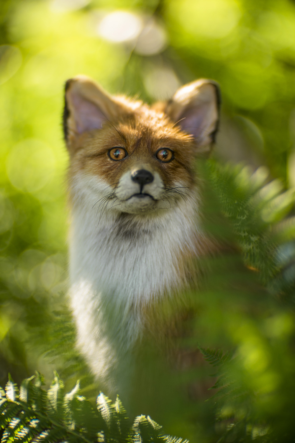 KO-140M 140mm f/1.8 (Sold) - Espen Susort