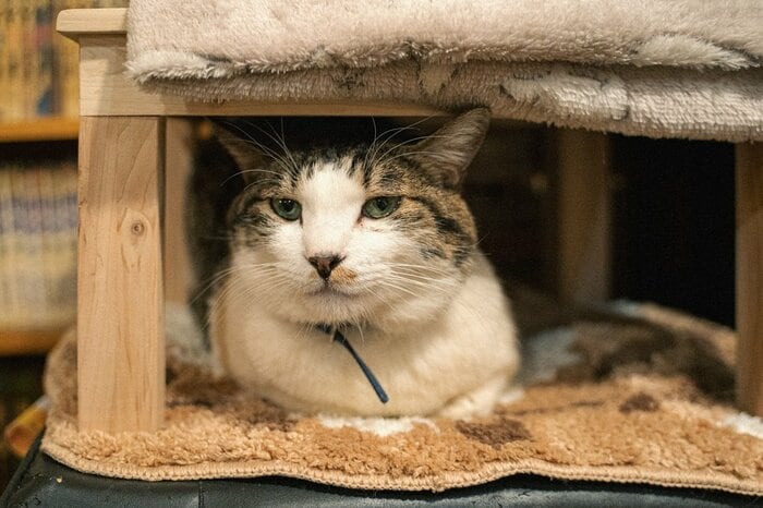 看板猫がお出迎え！純喫茶「カフェ アルル」は猫たちの“わが家