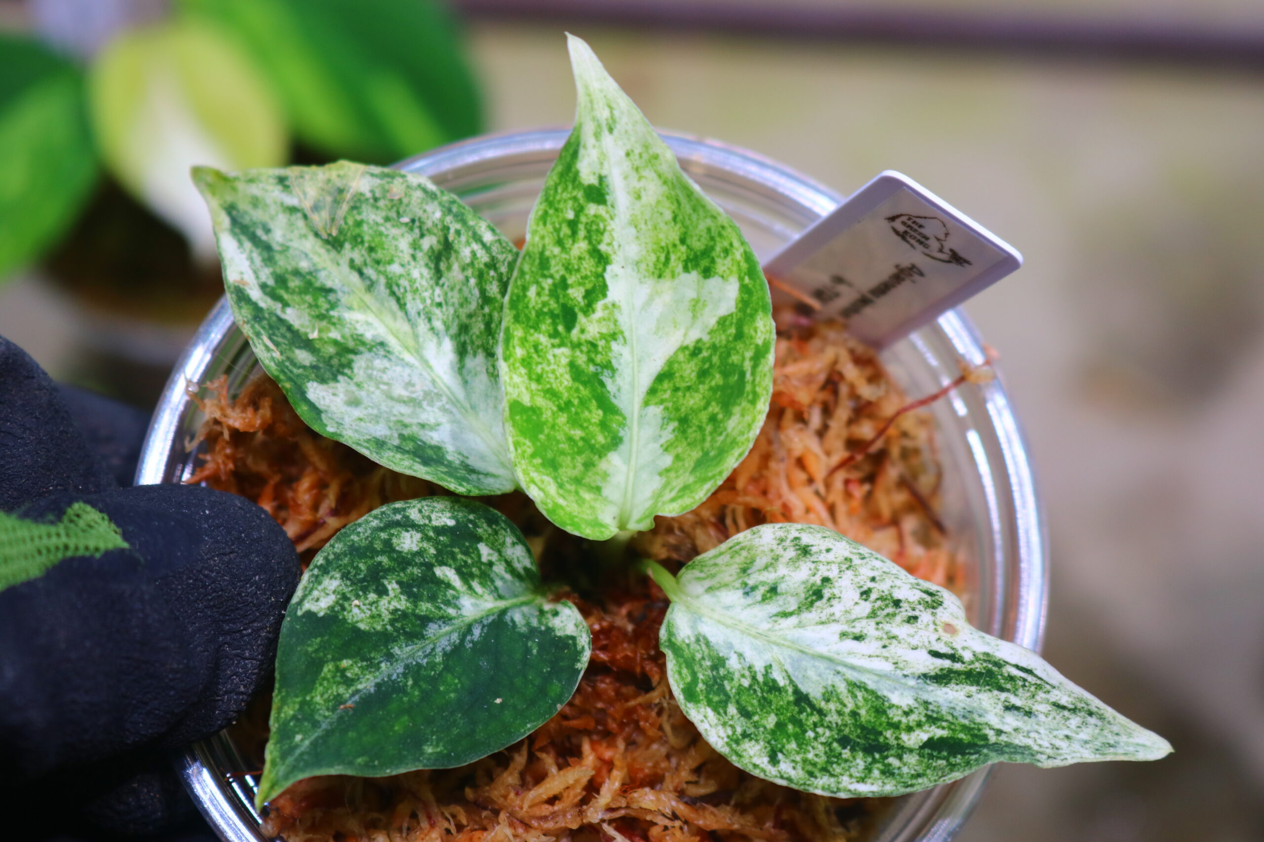 Aglaonema picutum variegated from Aceh Sumatra -TGK-RIIX0032LH