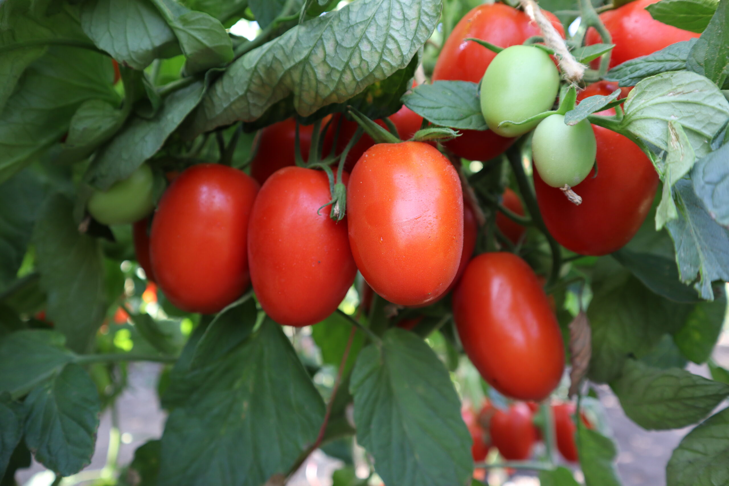 New Roma-type determinate tomatoes with extended field holding and