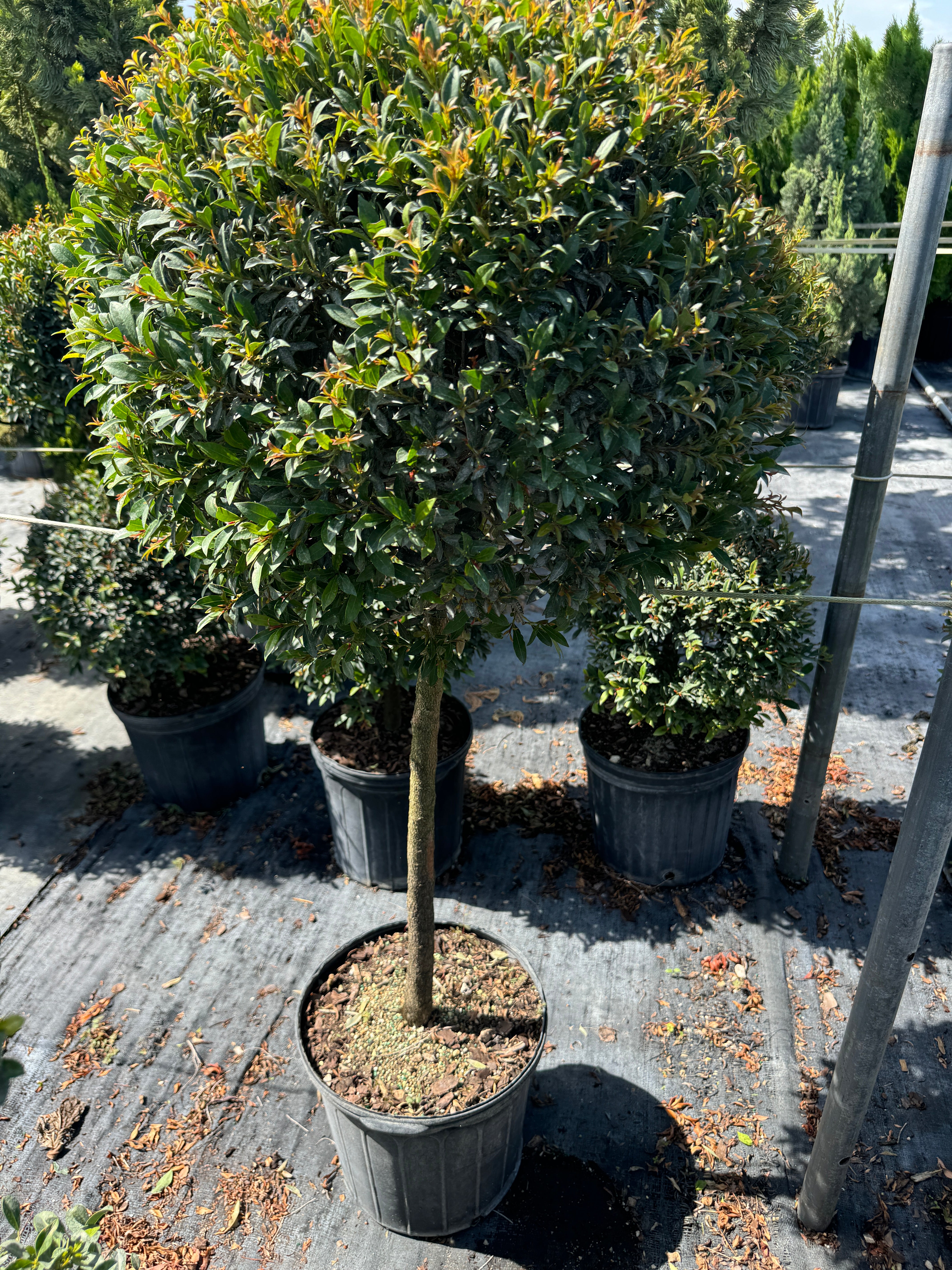 Buy Topiary Eugenia 1-Ball Tree Form | Eureka Farms