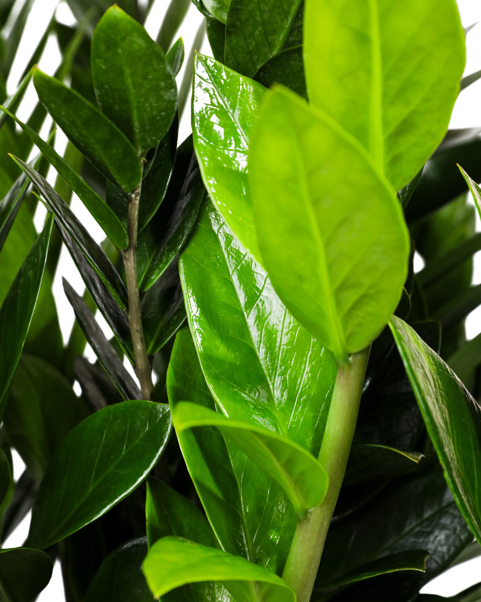 ZZ Plant, Zanzibar Gem Live Tropical Plant | Eureka Farms