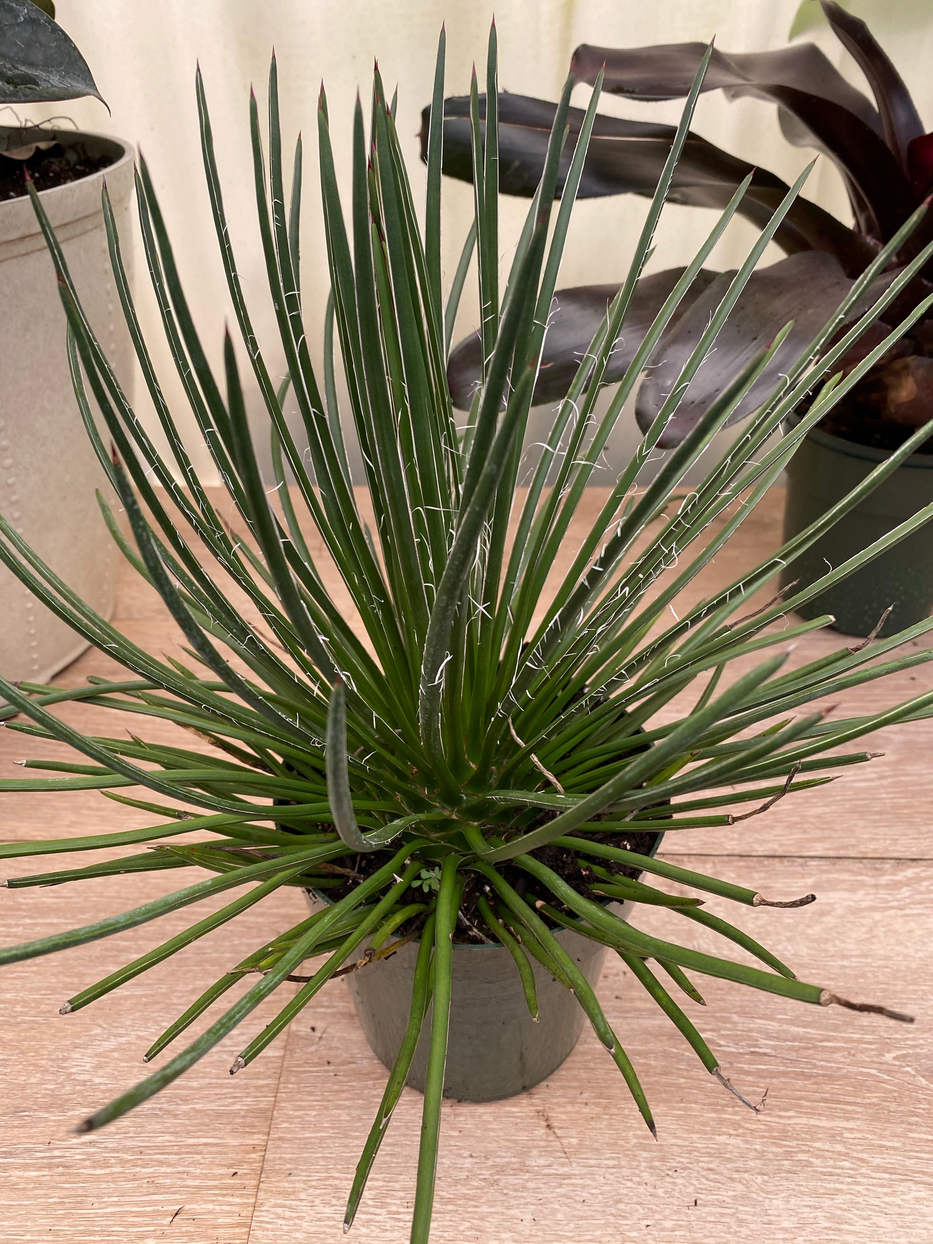 Buy Agave Geminiflora 'Rasta Man' | Eureka Farms