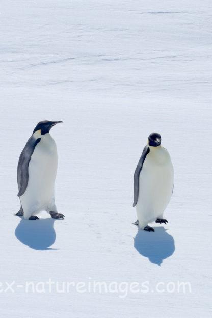 真っ白な氷の上に可愛いペンギンの影 - EXTREME NATURE IMAGES