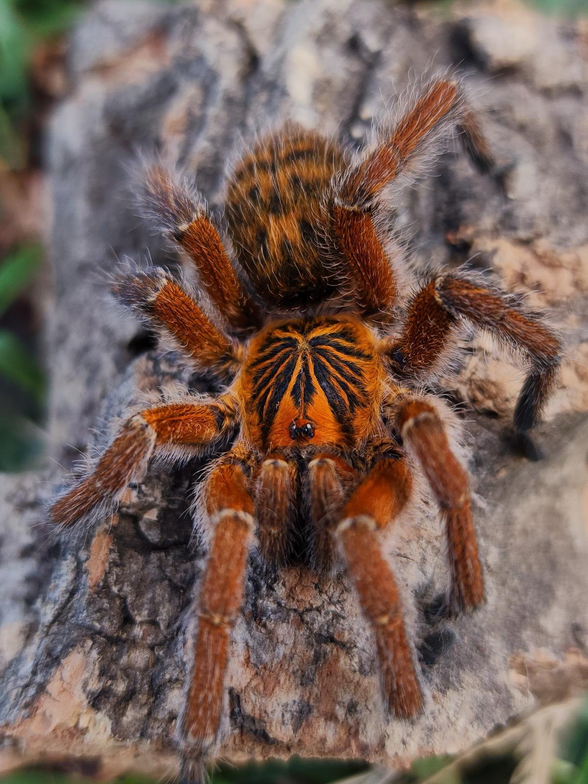 Harpactira cafreriana (Copper Orange Baboon Tarantula) 0.75