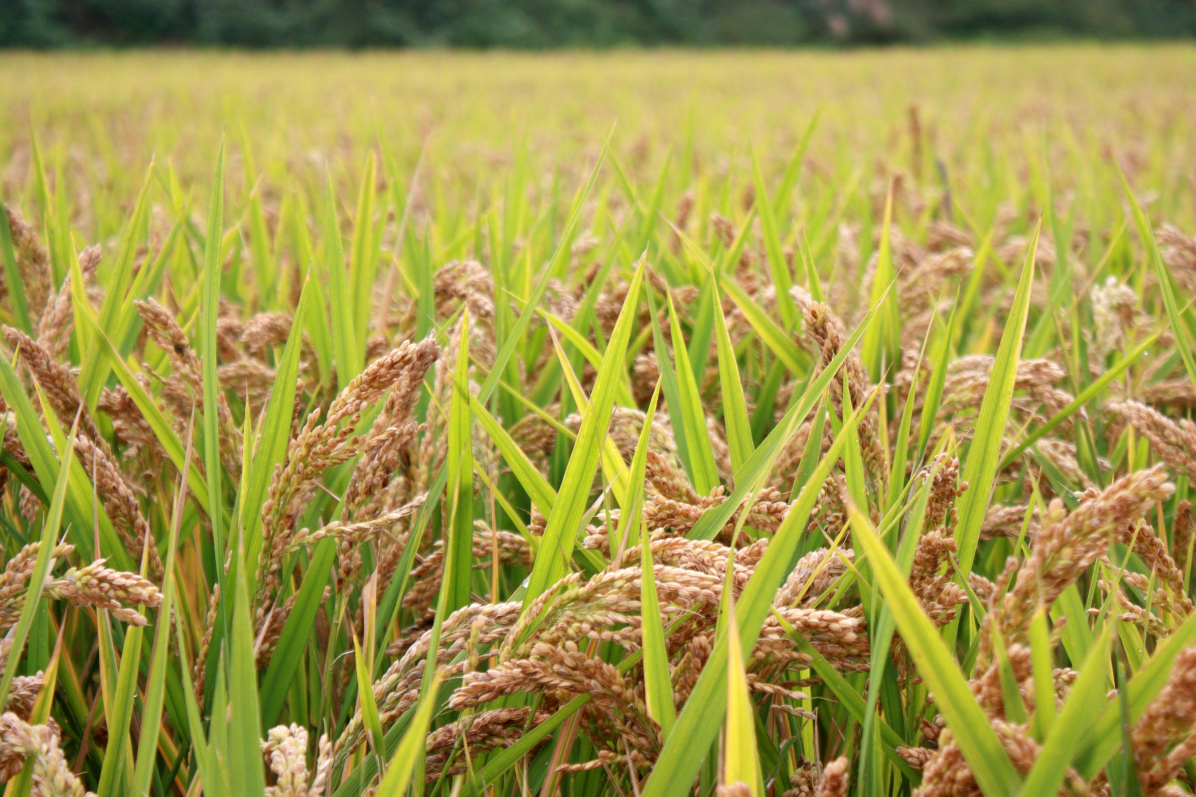 自ずから然る」ハッピーヒル | お米・農産物 | 福岡正信自然農園