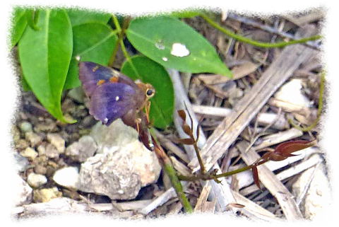 テツイロビロードセセリ